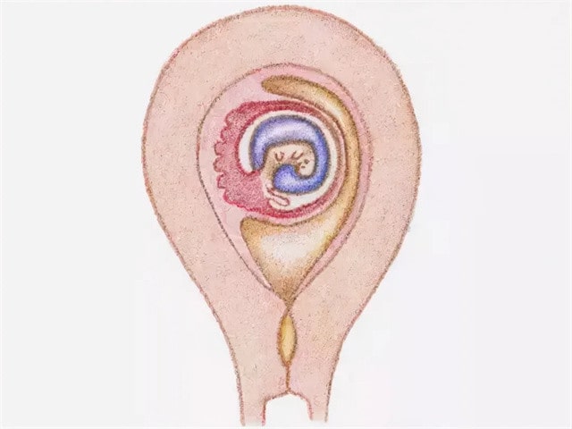 胎儿发育全过程图片，感叹妈妈真伟大