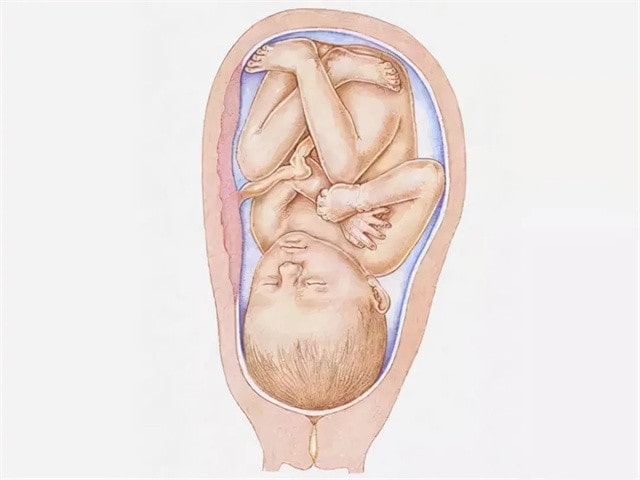 胎儿发育全过程图片，感叹妈妈真伟大