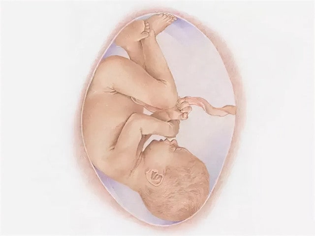 胎儿发育全过程图片，感叹妈妈真伟大