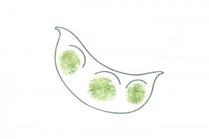 豌豆荚手指画画法