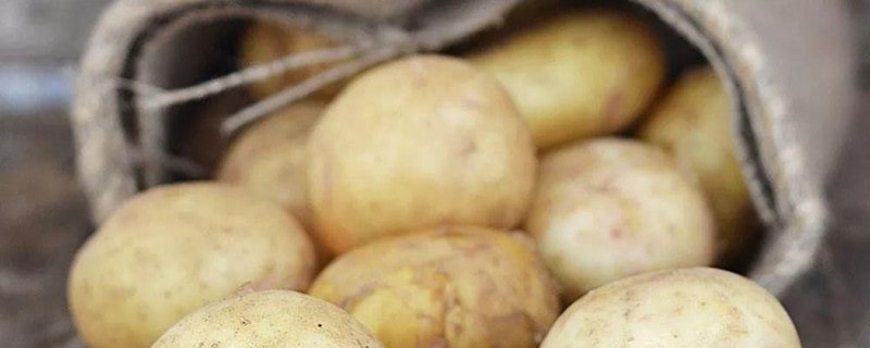 孕妇能吃土豆吗