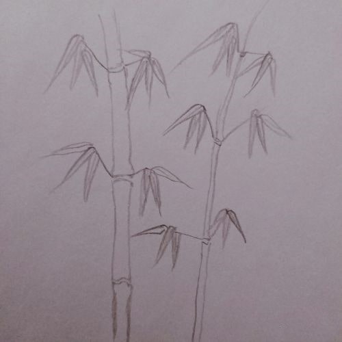 竹子简笔画怎么画步骤图片