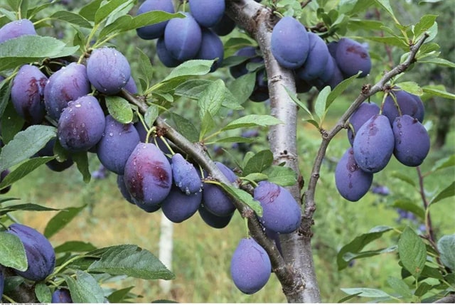 宝宝辅食特辑《果蔬篇》