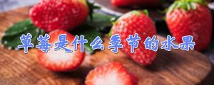 草莓是什么季节的水果