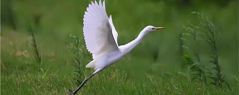 描写白鹭的诗句