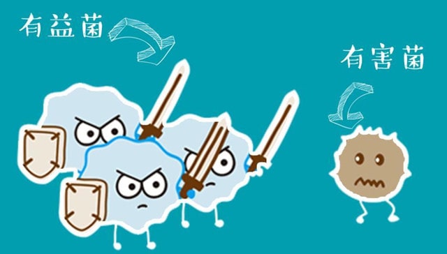 这四个时间点喝益生菌，效果翻倍