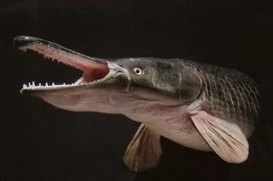 世界十大最凶猛淡水鱼