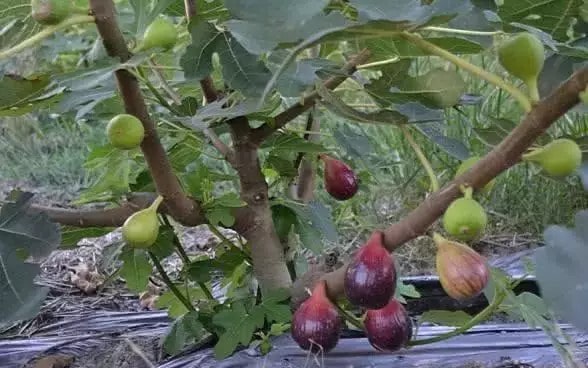 孕妇常吃这5种水果，有利于胎儿健康发育