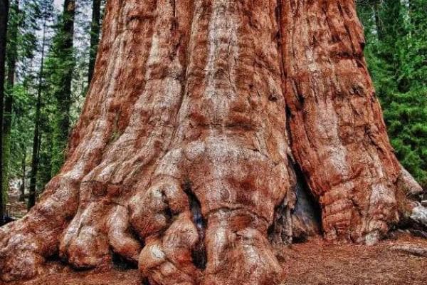 世界上最高的树排行前十名