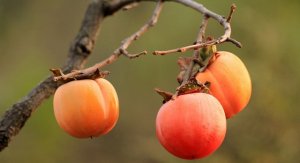 孩子、孕妇能吃柿子吗？