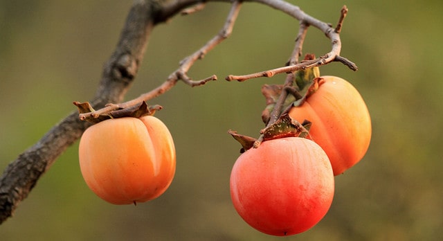 孩子、孕妇能吃柿子吗？