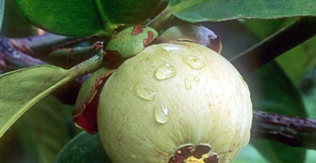 山竹长在土里还是树上