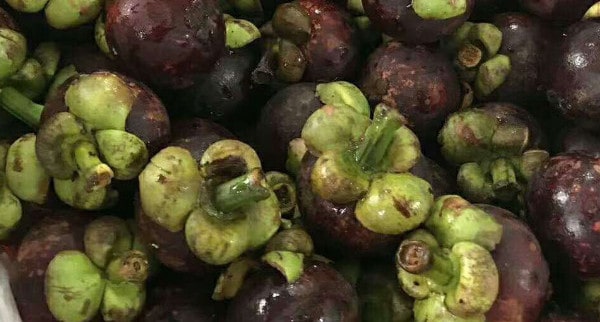 山竹长在土里还是树上