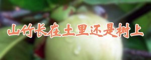 山竹长在土里还是树上