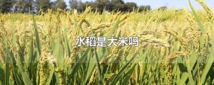 水稻是大米吗