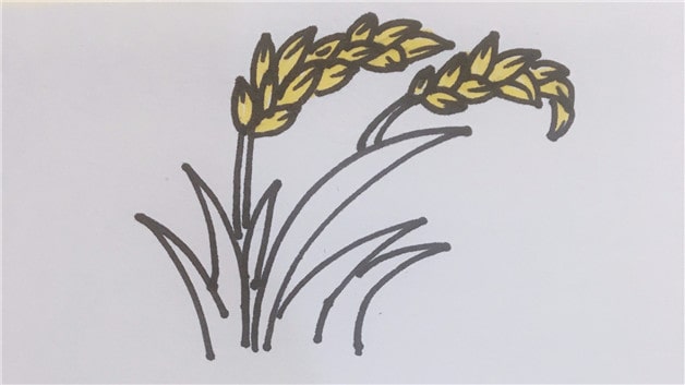 水稻简笔画怎么画简单图片