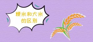 粳米和大米的区别