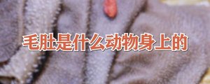 毛肚是什么动物身上的