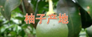 柚子产地