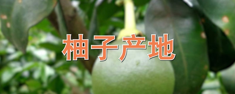 柚子产地