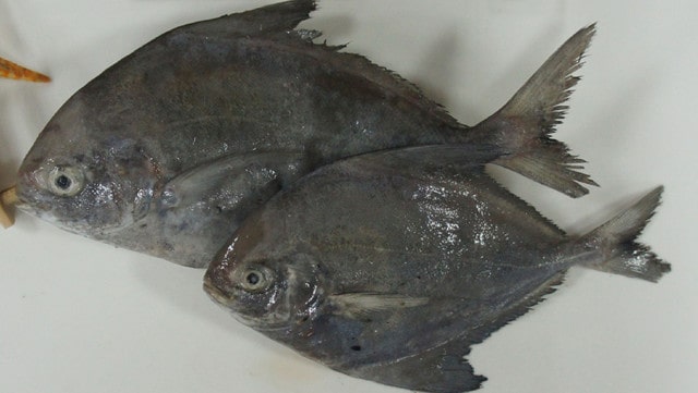 黑鲳鱼的功效与作用