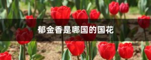 郁金香是哪个国家的国花