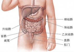 阑尾炎是哪个部位疼 位置图
