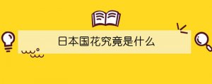 日本国花究竟是什么