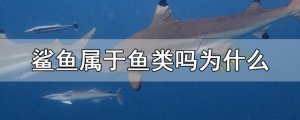 鲨鱼属于鱼类吗