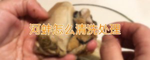 河蚌怎么清洗处理