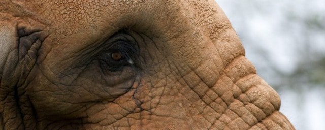 大象为啥对酒感兴趣