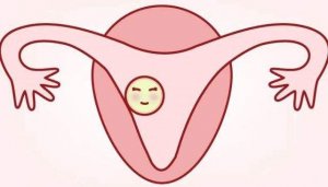 一个周期排几个卵子