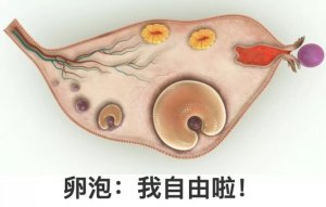 监测排卵对怀孕有什么帮助？