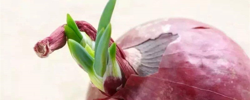洋葱发芽了还能吃吗