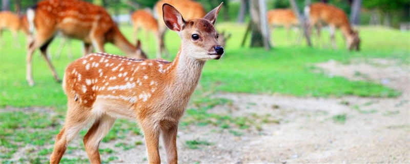 中国梅花鹿之乡在哪