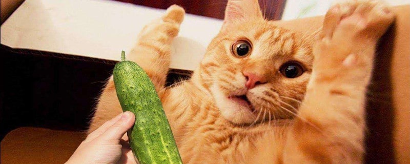 猫为什么怕黄瓜