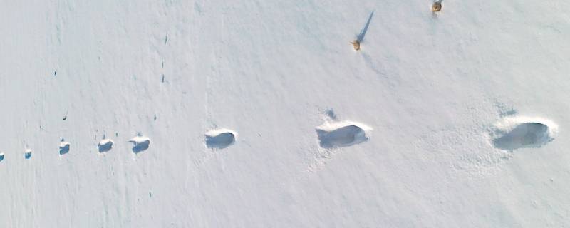 动物的脚印像什么