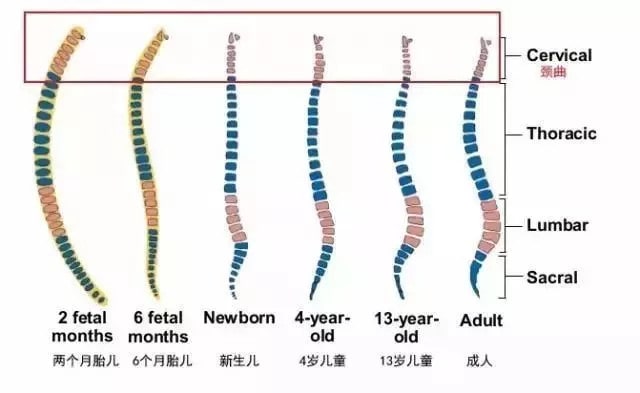 新生儿需要枕头吗