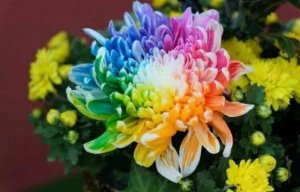 美丽的菊花作文300字（8篇）