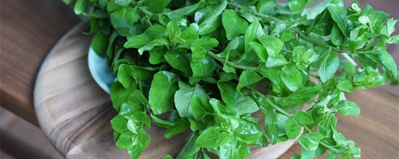 孕妇可以吃枸杞叶吗