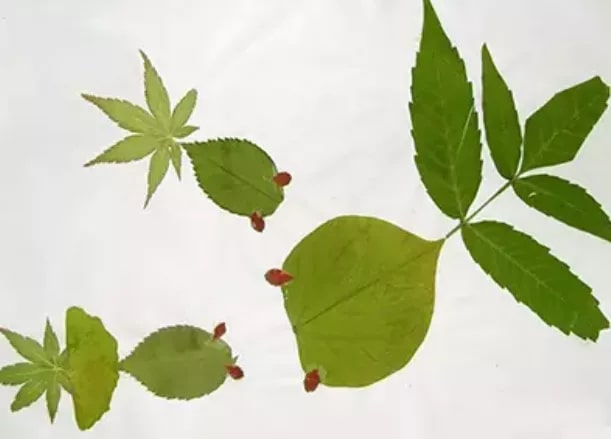 24个宝宝认知能力训练方法