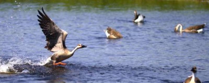 大雁会游泳吗