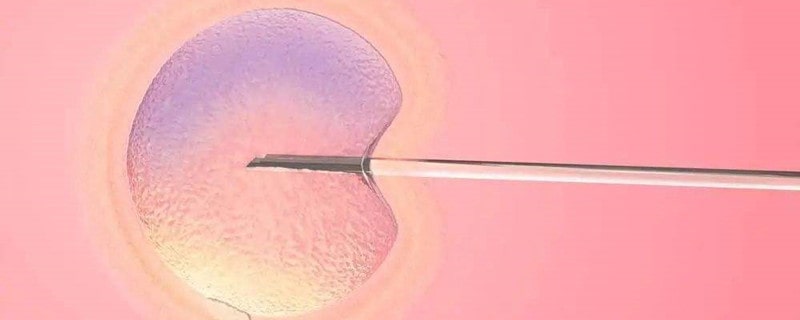 人工授精的过程