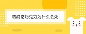 喂狗吃巧克力为什么会死