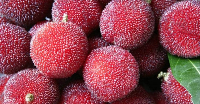 杨梅核是否能吃