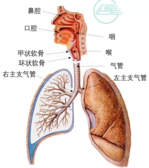 为什么小宝宝很容易得肺炎？