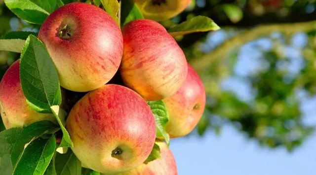 哺乳期能吃什么水果