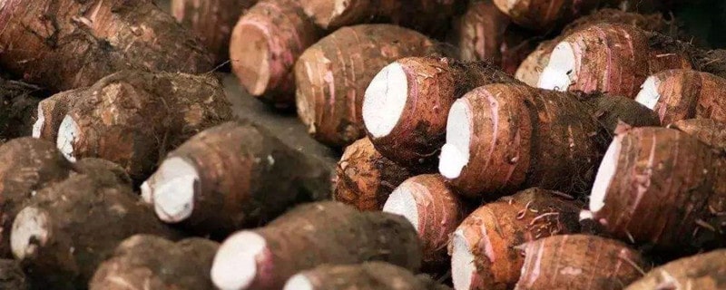 芋头发芽了还能不能吃