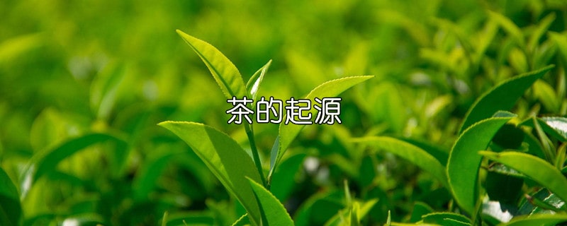 茶的起源