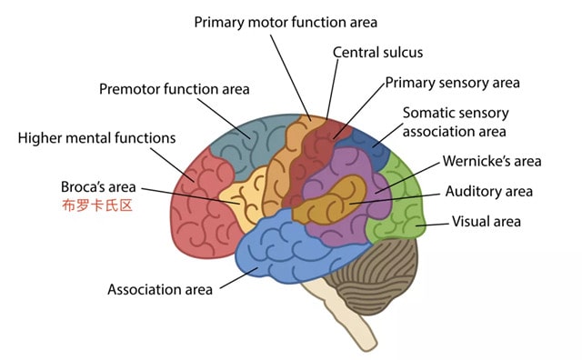 宝宝说话早晚和智力有关吗